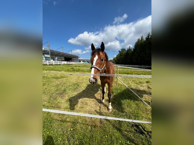 Zwitsers warmbloed Ruin 17 Jaar 175 cm Bruin in Dielsdorf