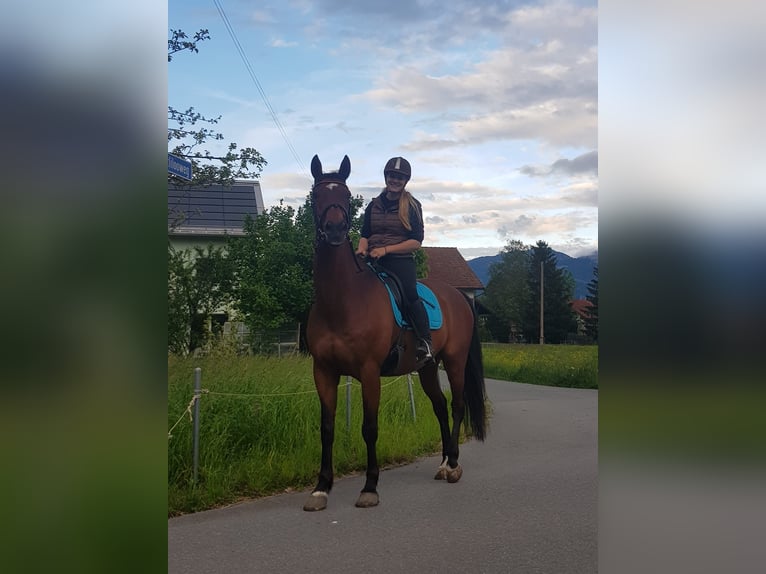 Zwitsers warmbloed Ruin 18 Jaar 165 cm Bruin in Oberriet SG