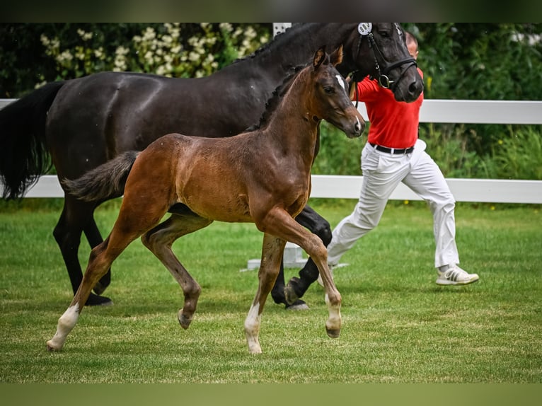 Zwitsers warmbloed Ruin 1 Jaar Donkere-vos in Illhart