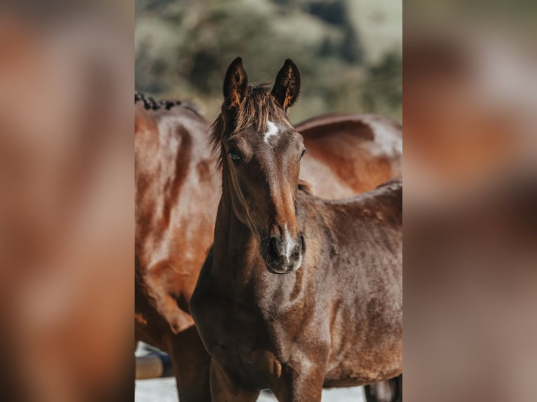 Zwitsers warmbloed Ruin 2 Jaar 162 cm Donkerbruin in Maienfeld