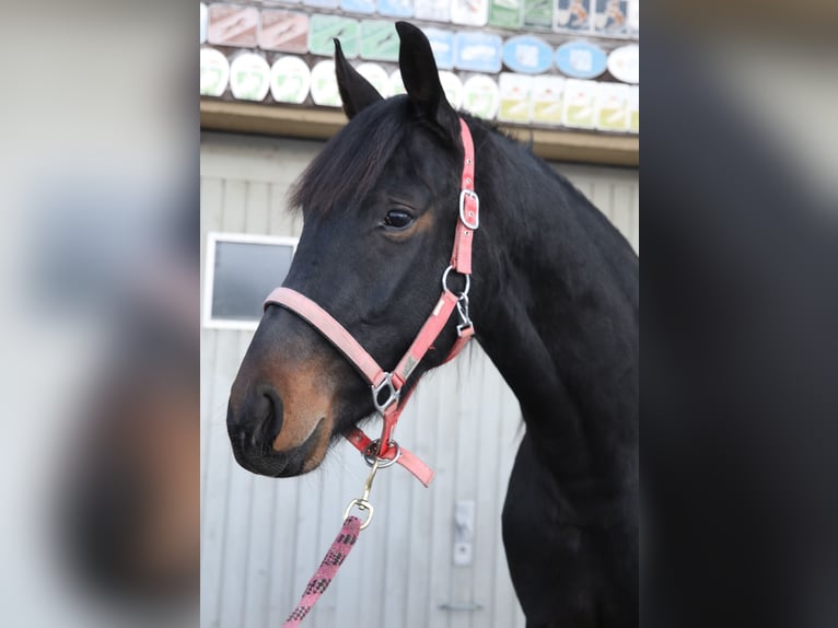 Zwitsers warmbloed Ruin 3 Jaar 160 cm Zwartbruin in Schwarzenbach