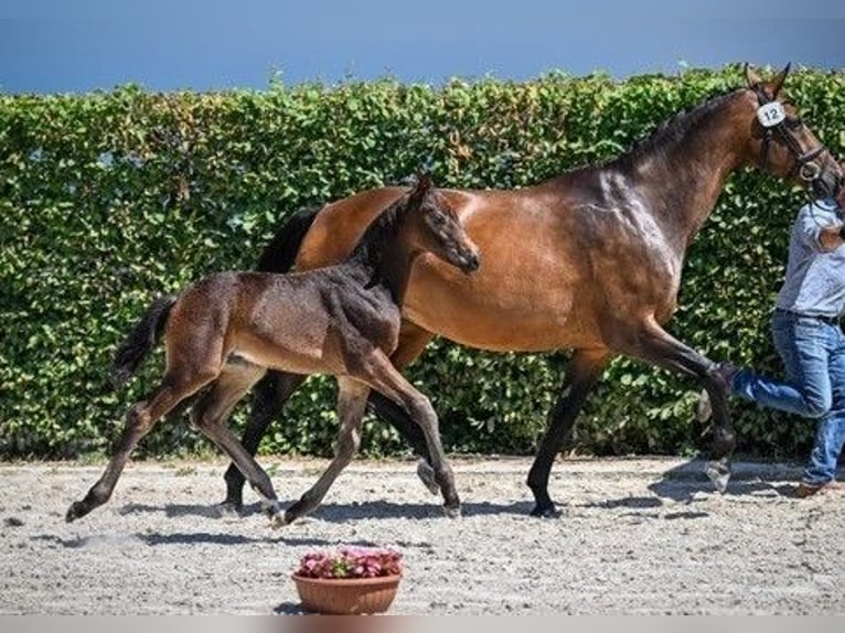 Zwitsers warmbloed Ruin 3 Jaar Donkerbruin in Eich