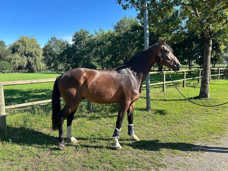 Zwitsers warmbloed Ruin 4 Jaar 165 cm Bruin in Dettighofen