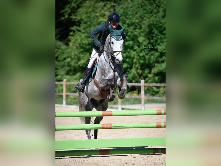Zwitsers warmbloed Ruin 4 Jaar 168 cm Schimmel in Pfeffingen