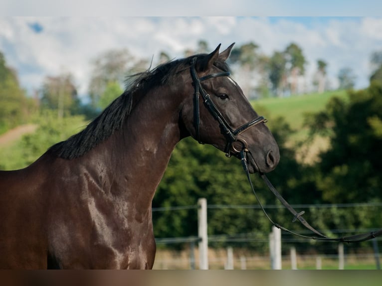 Zwitsers warmbloed Ruin 4 Jaar 171 cm Donkerbruin in Schwarzenburg