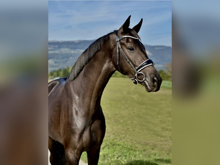 Zwitsers warmbloed Ruin 4 Jaar 173 cm Zwart in Deitingen