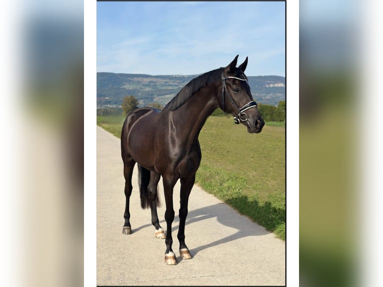 Zwitsers warmbloed Ruin 4 Jaar 173 cm Zwart in Deitingen
