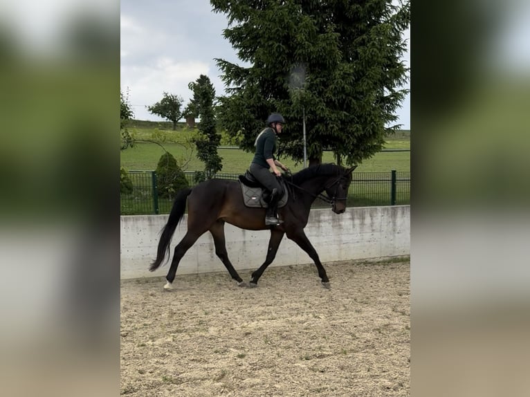 Zwitsers warmbloed Ruin 4 Jaar 174 cm Donkerbruin in Illhart