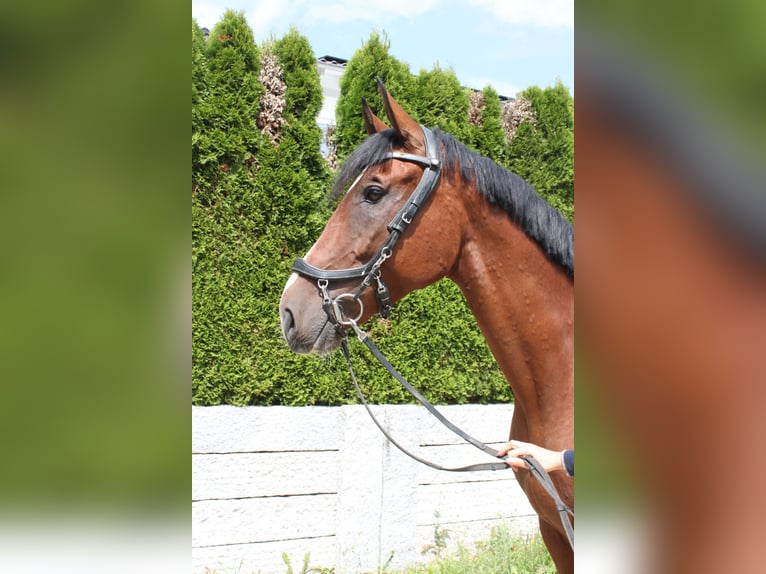 Zwitsers warmbloed Ruin 5 Jaar 162 cm Bruin in Koblenz