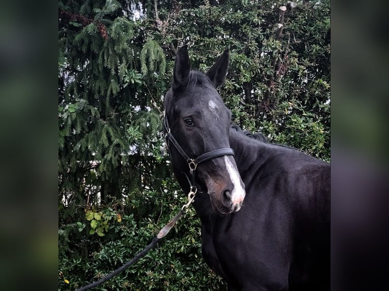 Zwitsers warmbloed Ruin 5 Jaar 173 cm Donkerbruin in Kandern