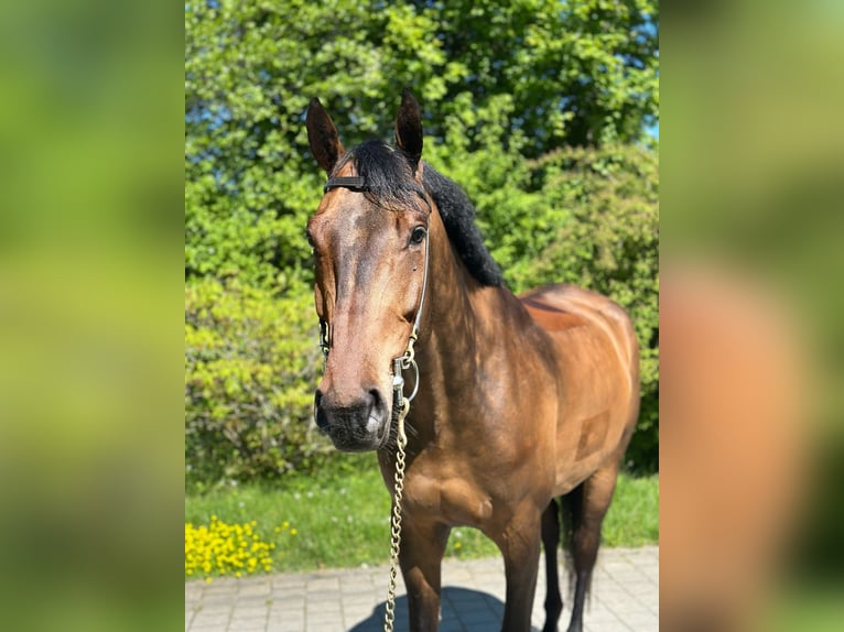 Zwitsers warmbloed Ruin 6 Jaar 170 cm Bruin in Aeugst