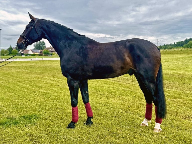Zwitsers warmbloed Ruin 6 Jaar 185 cm Donkerbruin in Eschenz