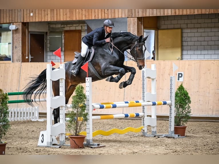 Zwitsers warmbloed Ruin 6 Jaar 185 cm Donkerbruin in Eschenz