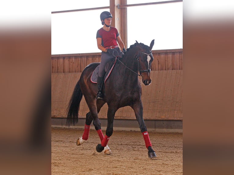 Zwitsers warmbloed Ruin 6 Jaar 185 cm Donkerbruin in Eschenz