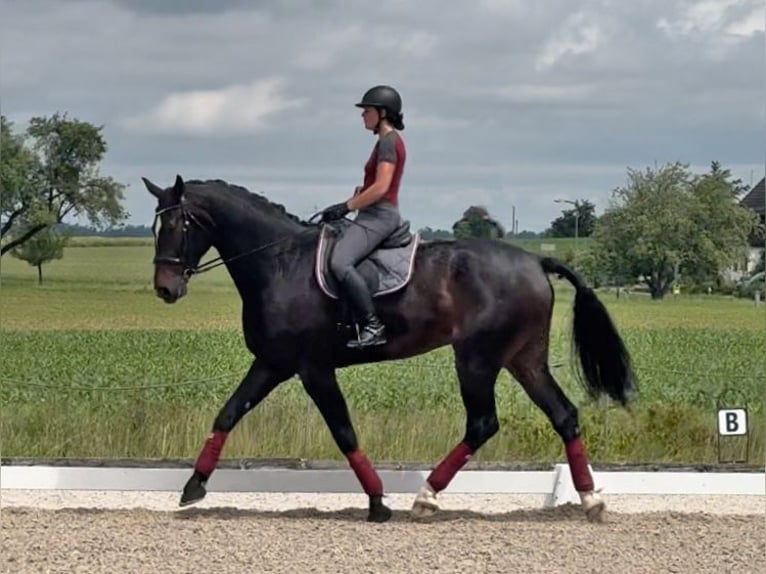 Zwitsers warmbloed Ruin 6 Jaar 185 cm Donkerbruin in Eschenz