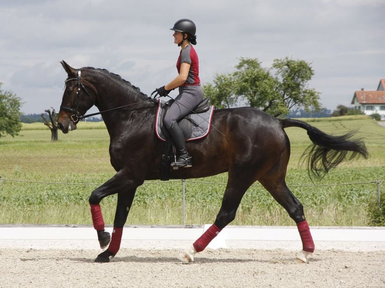 Zwitsers warmbloed Ruin 6 Jaar 185 cm Donkerbruin in Eschenz