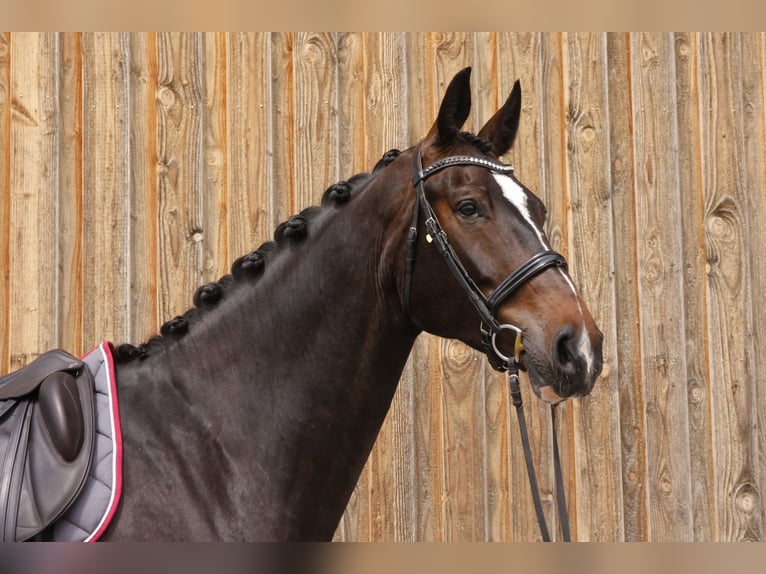 Zwitsers warmbloed Ruin 6 Jaar 185 cm Donkerbruin in Eschenz