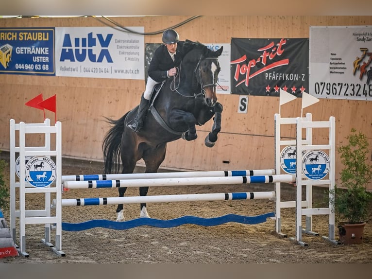 Zwitsers warmbloed Ruin 6 Jaar 185 cm Donkerbruin in Eschenz