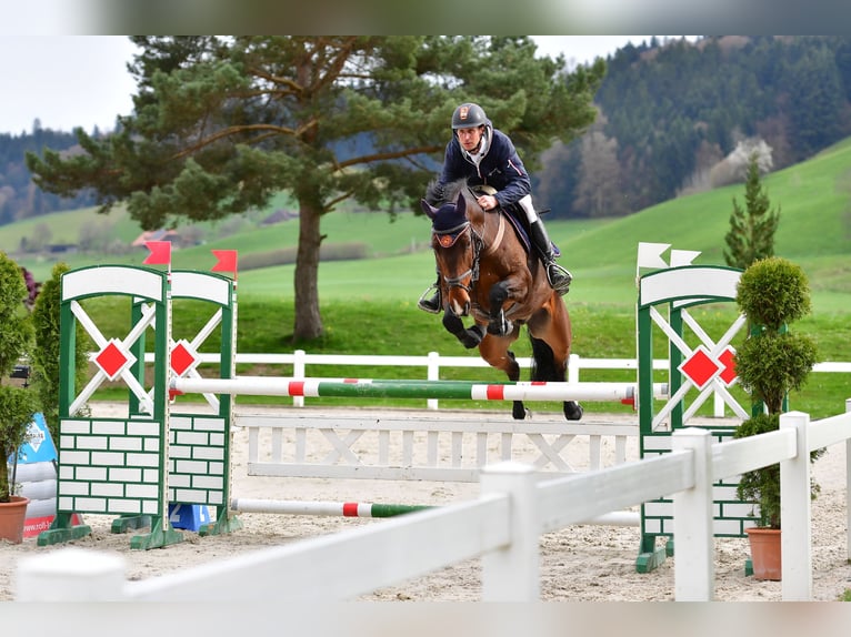 Zwitsers warmbloed Ruin 7 Jaar 164 cm Bruin in Hasle-Rüegsau