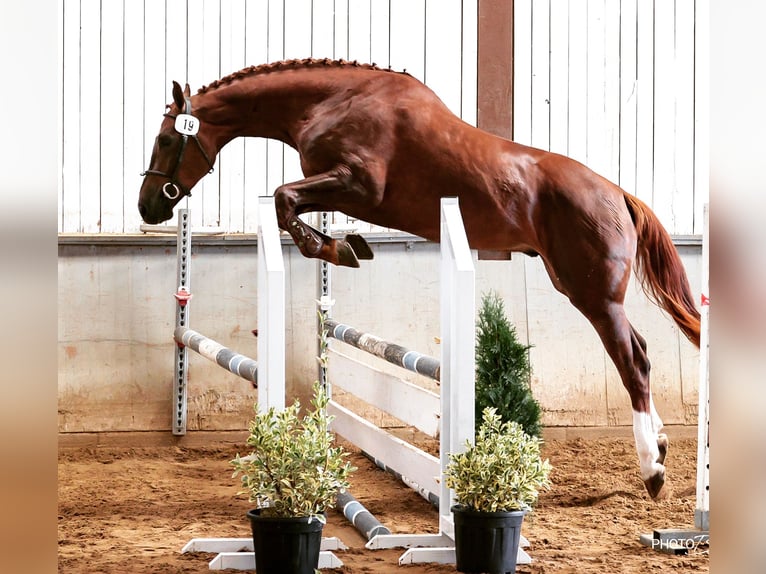 Zwitsers warmbloed Ruin 7 Jaar 176 cm Vos in Frauenkappelen