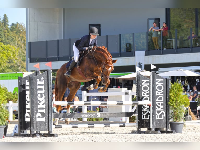 Zwitsers warmbloed Ruin 7 Jaar 176 cm Vos in Frauenkappelen