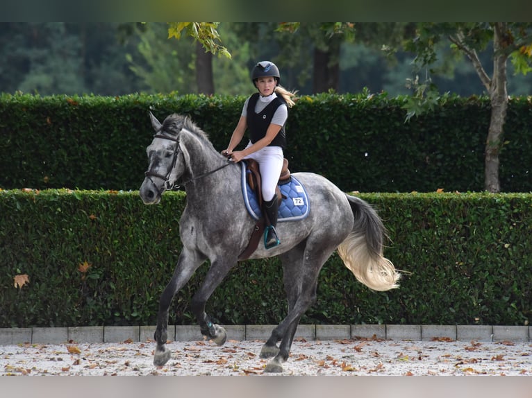 Zwitsers warmbloed Ruin 8 Jaar 168 cm Schimmel in S. Antonino