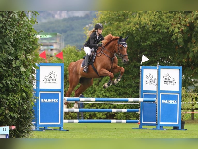 Zwitsers warmbloed Ruin 8 Jaar 168 cm Vos in Biel-Benken BL