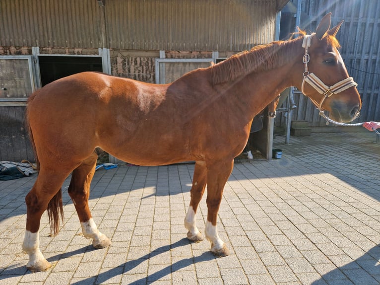Zwitsers warmbloed Ruin 8 Jaar 168 cm Vos in Biel-Benken BL