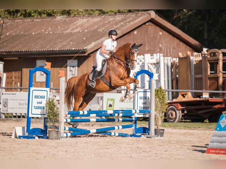 Zwitsers warmbloed Ruin 9 Jaar 175 cm Vos in Lyss