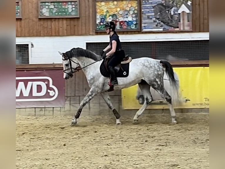 Zwitsers warmbloed Ruin 9 Jaar  in Murg