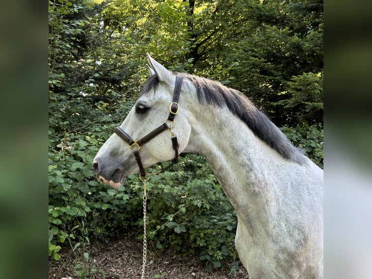 Zwitsers warmbloed Ruin 9 Jaar  in Murg