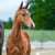 Horse ad