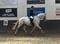 Annuncio cavallo