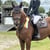 Horse ad