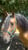 Horse ad