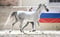Horse ad
