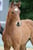 Horse ad