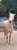 Horse ad