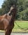 Horse ad