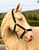 Annuncio cavallo