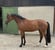 Horse ad