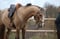 Annuncio cavallo