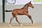 Annuncio cavallo