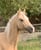 Horse ad