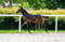 Annuncio cavallo