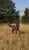 Annuncio cavallo