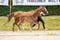 Annonce cheval