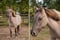 Horse ad