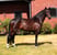 Horse ad