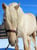 Horse ad